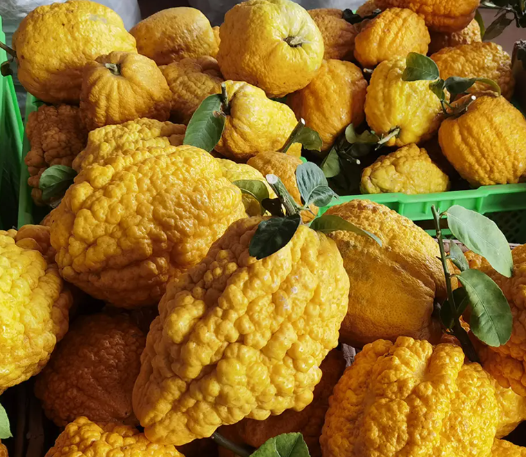 香橼