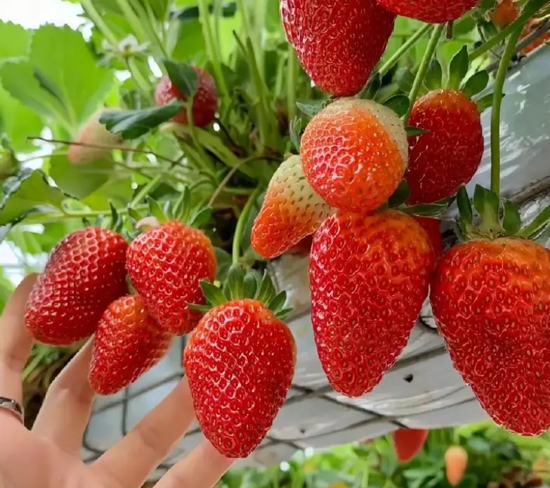 草莓