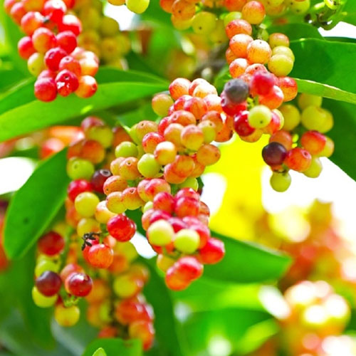 五月茶