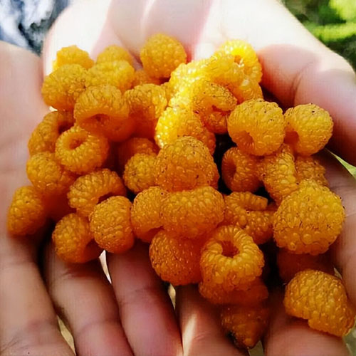 黄泡果
