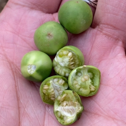 水茄