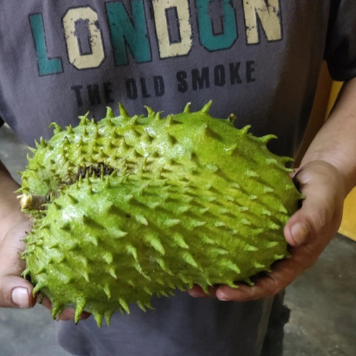 刺果番荔枝