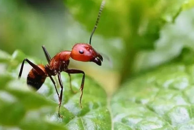 被火蚁咬伤，就近草药疗法
