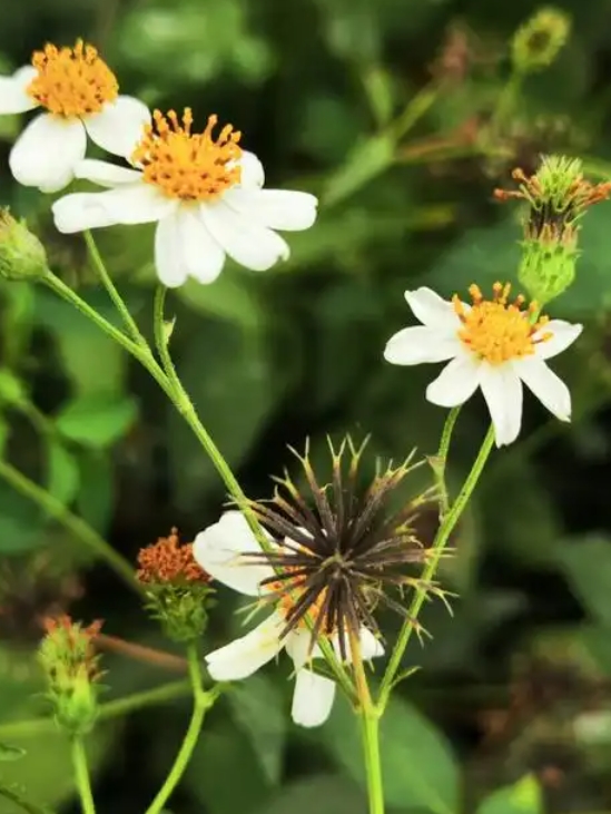 2025-04-07 15_44_59-白花鬼针草的搜索结果_百度图片搜索.jpg
